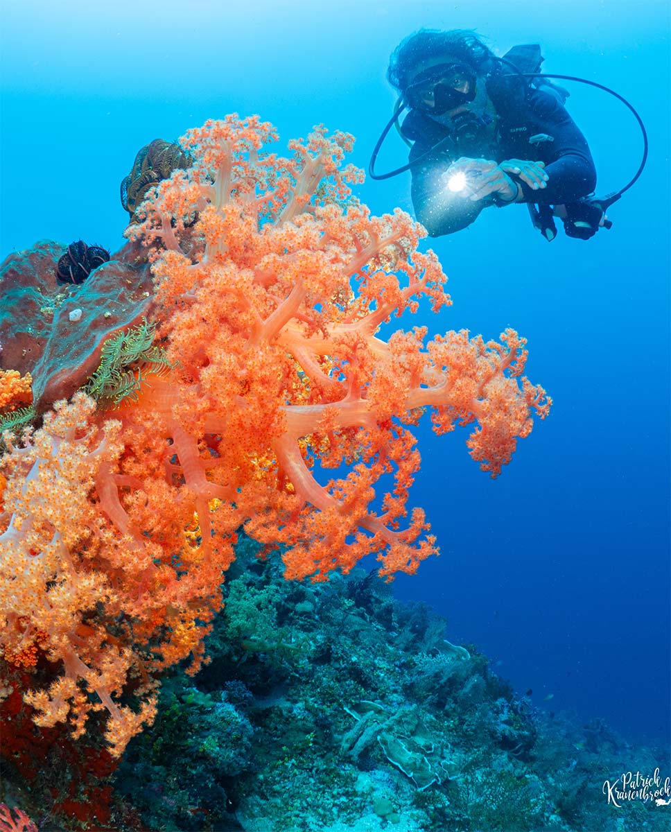 Diving Bolsel with Sunshine Liveaboard Diving Bolsel with Sunshine Liveaboard